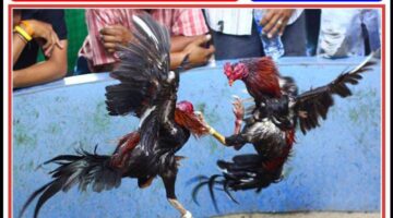 Perjudian Sabung Ayam dan Dadu di Gesing Kembali Beroperasi, Penutupan Sebelumnya Dipertanyakan