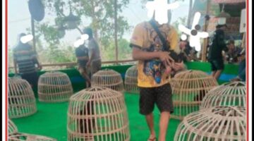 Judi Sabung Ayam dan Dadu Omzet Ratusan Juta, Penegak Hukum Dipertanyakan